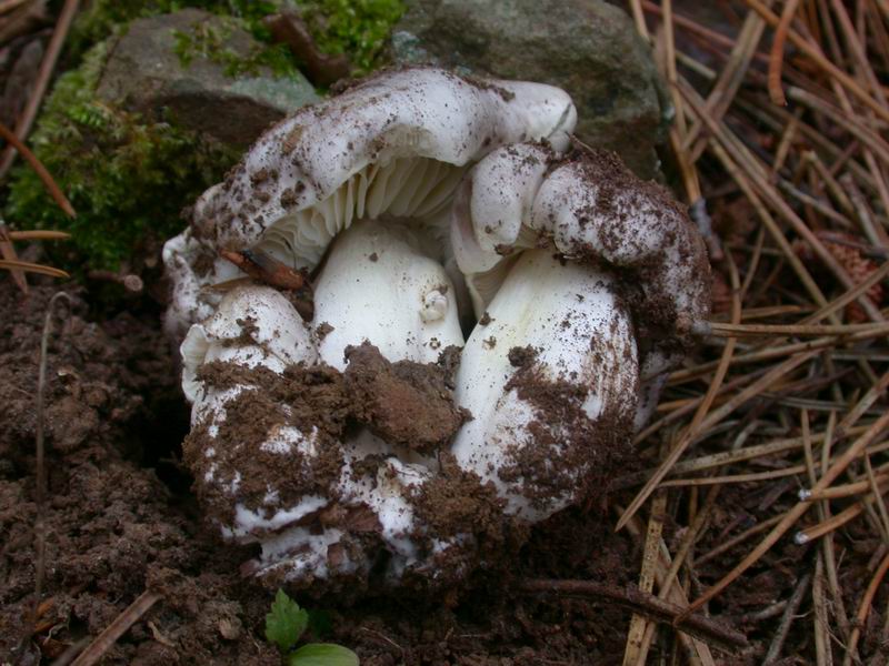 Escursione mirata   a Tricholoma portentosum